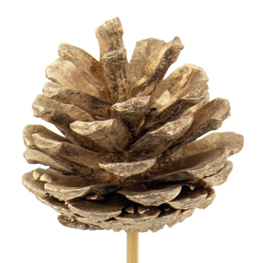 Pick Pinecone Wood 5×6 cm + 45 cm Stick – Pack of 25