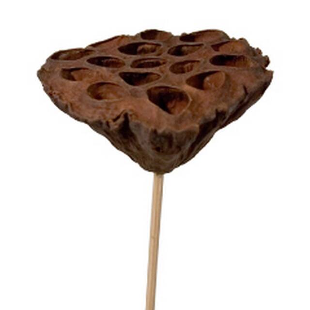 Pick Lotus Naturel – Par 25