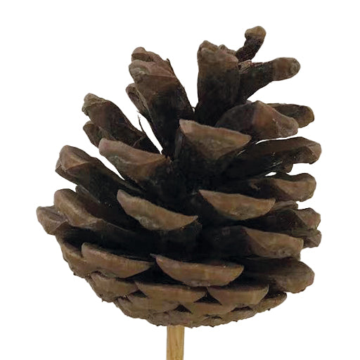 Pick Pinecone Wood 5×6 cm + 45 cm Stick – Pack of 25