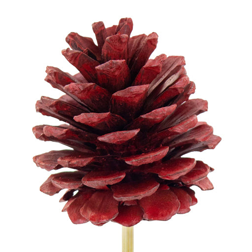 Pick Pinecone Wood 5×6 cm + 45 cm Stick – Pack of 25